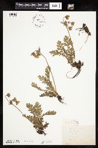 Image Associated With the Occurrence