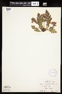 Image Associated With the Occurrence