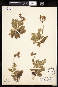 Image Associated With the Occurrence