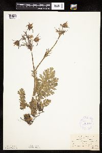 Image Associated With the Occurrence