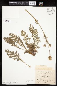 Image Associated With the Occurrence