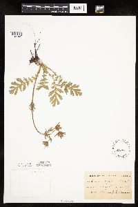 Image Associated With the Occurrence