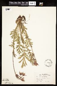 Image Associated With the Occurrence