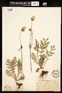 Image Associated With the Occurrence