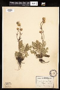 Image Associated With the Occurrence