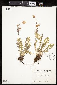 Image Associated With the Occurrence