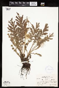 Image Associated With the Occurrence