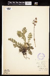 Image Associated With the Occurrence