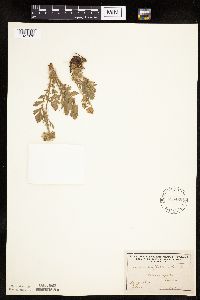 Image Associated With the Occurrence