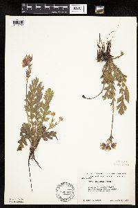 Image Associated With the Occurrence