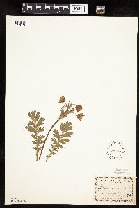 Image Associated With the Occurrence