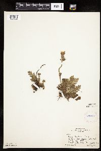 Image Associated With the Occurrence