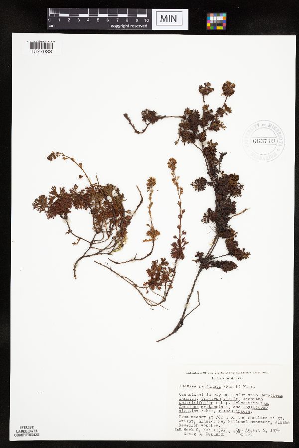 Luetkea pectinata image