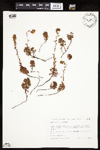 Luetkea pectinata image