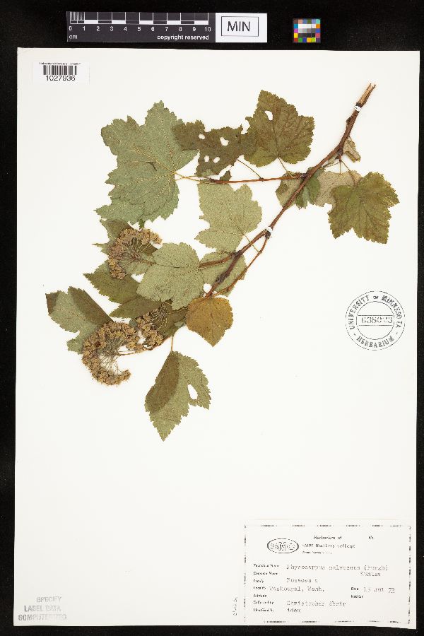 Physocarpus malvaceous image
