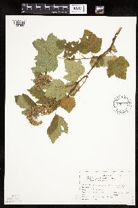 Image Associated With the Occurrence