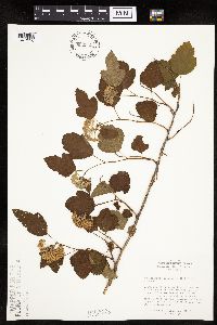 Physocarpus opulifolius image