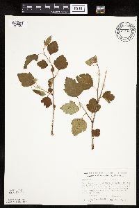 Physocarpus opulifolius image