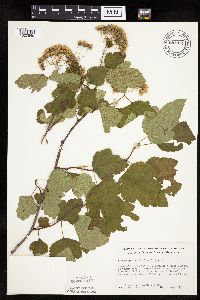 Physocarpus opulifolius image