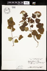 Physocarpus opulifolius image