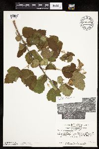 Physocarpus opulifolius image