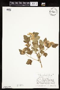 Physocarpus opulifolius image