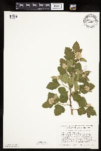 Physocarpus opulifolius image