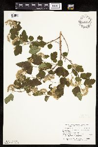 Physocarpus opulifolius image