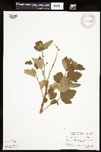 Physocarpus opulifolius image