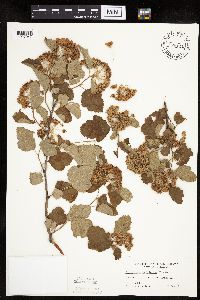 Physocarpus opulifolius image
