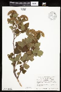 Physocarpus opulifolius image