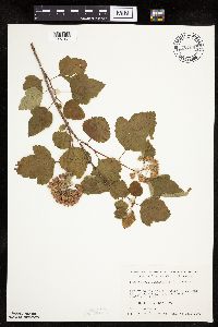 Physocarpus opulifolius image