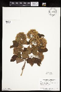 Physocarpus opulifolius image