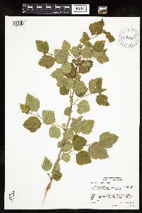 Physocarpus opulifolius image