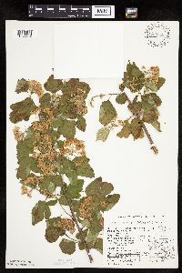 Physocarpus opulifolius image