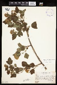 Physocarpus opulifolius image