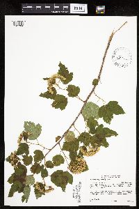 Physocarpus opulifolius image
