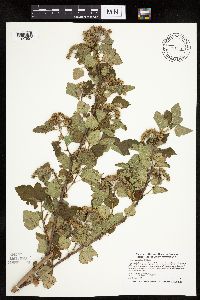 Physocarpus opulifolius image