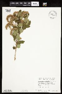 Physocarpus opulifolius image