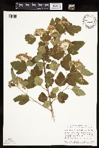 Physocarpus opulifolius image