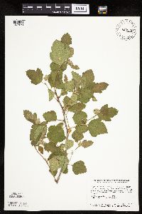 Physocarpus opulifolius image