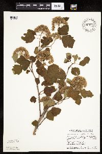 Physocarpus opulifolius image