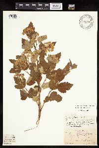 Physocarpus opulifolius image