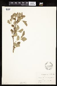 Physocarpus opulifolius image