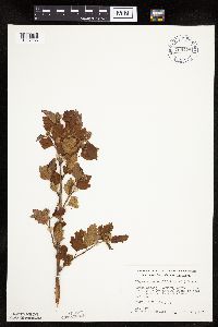 Physocarpus opulifolius image