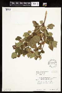 Physocarpus opulifolius image