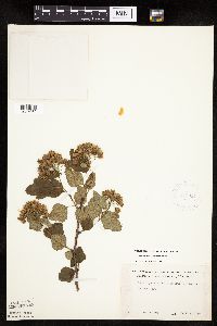 Physocarpus opulifolius image