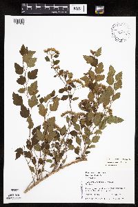 Image Associated With the Occurrence