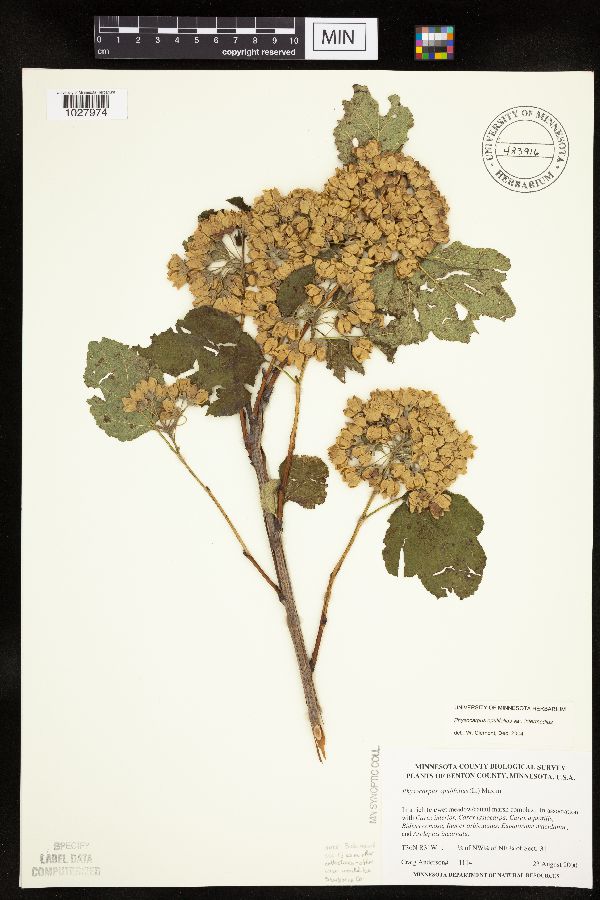 Physocarpus intermedius image