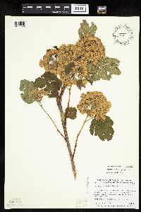 Image Associated With the Occurrence